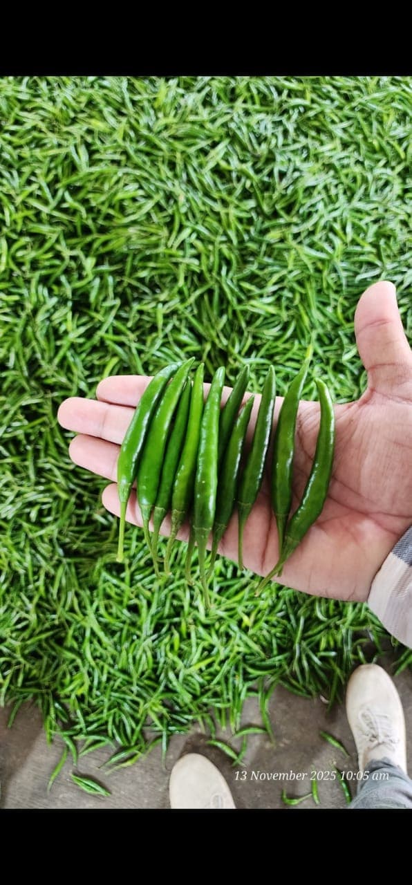 Green Chilli (G-4)